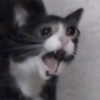 Gatitos tristes 15