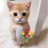 Gatito_depie 13