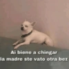 Ai biene a chingar la madre ste vato otra bez