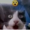 Cats 2 9