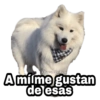 Perritos con FRASES 🐕🐾 1 11