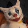 Kucing Galau 12