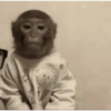 Macaco 🐵  5