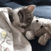 Gatos 20