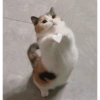 Catsarecute 24