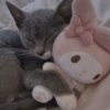 Gatinhos 24