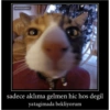 Catsarecute 19