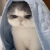 Gatos 6