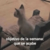 Gatos Pa Contestar🐈⚡ 15