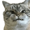 Meme Kucing Lucu 13