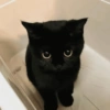 Gatos 14