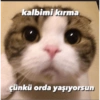 Catsarecute 14