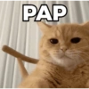 PAP