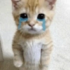 Gatos triste 10
