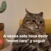 Gatos Pa Contestar🐈⚡ 18