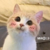 Gatinhos 21