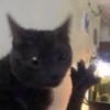 Cat 15