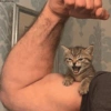 Котята 🔥🔥 9