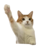 Cat meme reaction 🐈🆕 12