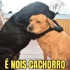 É NOIS CACHORRO