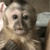Macaco 🐵  11