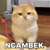 NGAMBEK