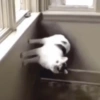 Cat 23