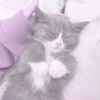 ♡ ֺ ⃝♡ᜓ.  gatitos.  ♡ 11