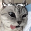 Gatitos Memes😺✨💕9 11