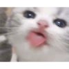 Gatinhos 8