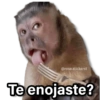 Memes Changuitos🐒 6