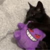 Gatinhos 18