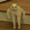 Cat 10