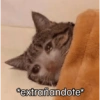 Gatos 🐱 Te extraño  14