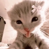 Gatitos de amor 💕🐱 20