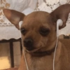 Mood pal perro 🐕🌭 9