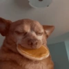 Mood pal perro 🐕🌭 7