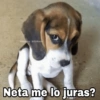 🌀 Perros con Frases 🐕🫧 13