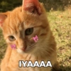 IYAAAA