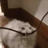 Gatito triste 🥺 6