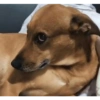 Perros que juzgan 5