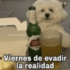 🌀 Perros con Frases 🐕🫧 5