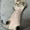 Gatitos fofitos ❤️ 13