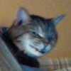 Cat 26