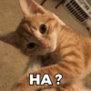 HA?