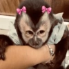 Monos🐒  26