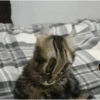 Los gatos de tiktok 8