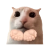 Cat meme reaction 🐈🆕 6