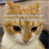 Catsarecute 28