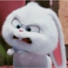 Snowball 🐇 23